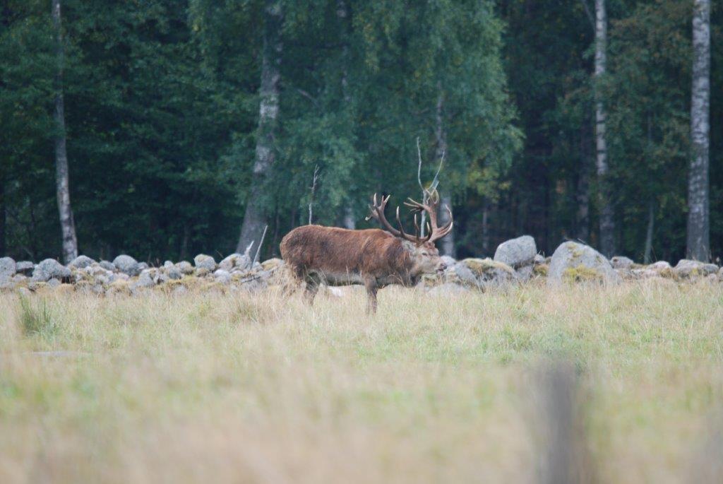 sverige_hjortar 004