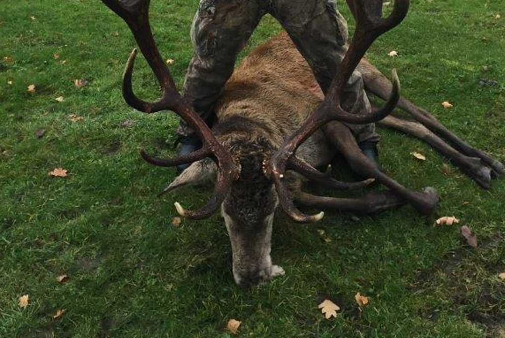 sverige_hjortar-5